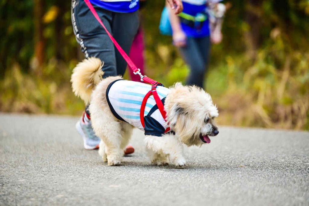 dog running exercise on the road with owner, exercise in the morning