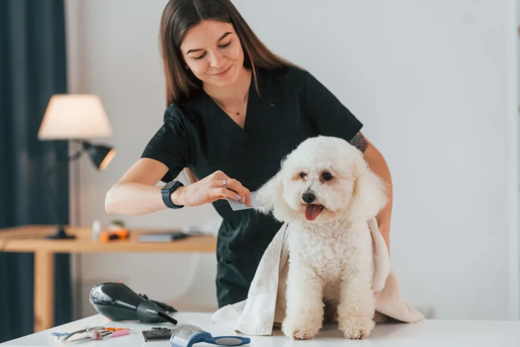 little cute dog in grooming studio 