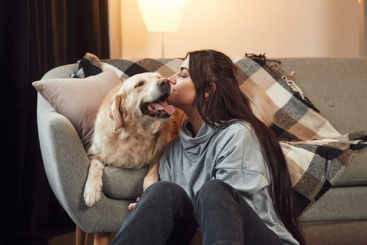 owner kissing golden retriever dog in the house