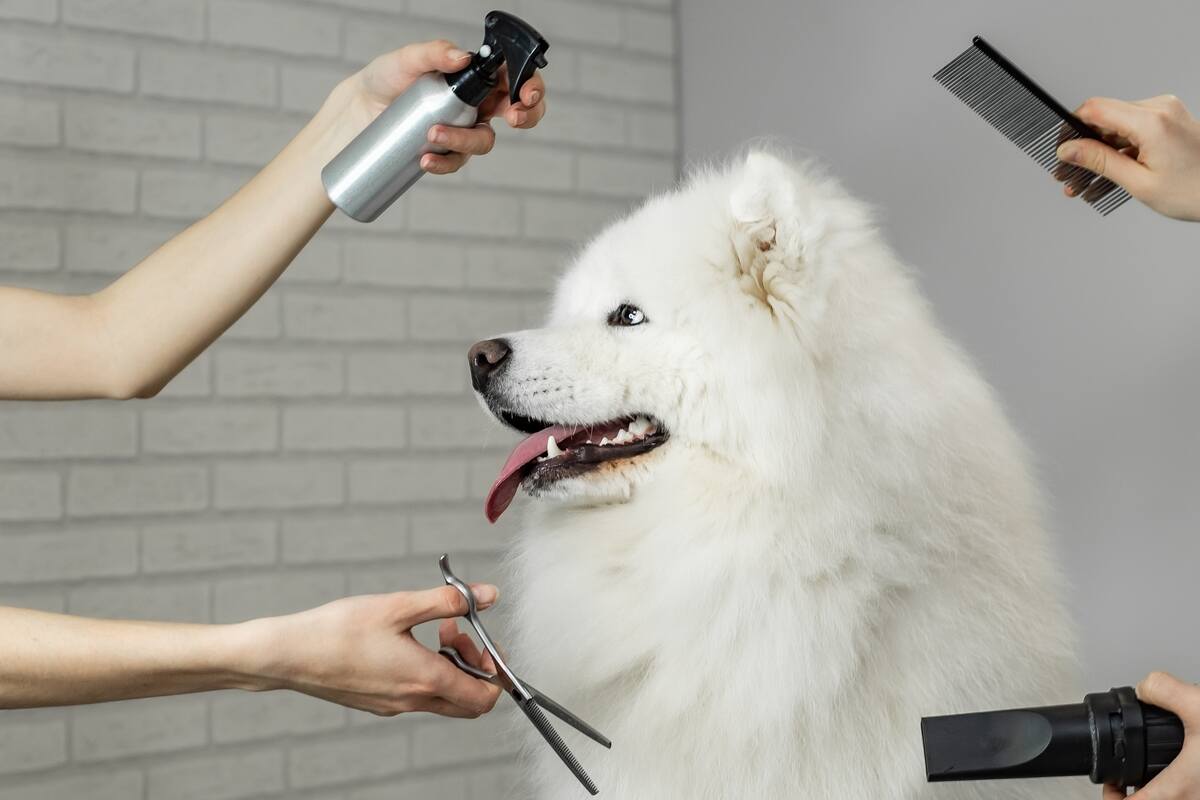 portrait of a samoyed dog on grooming