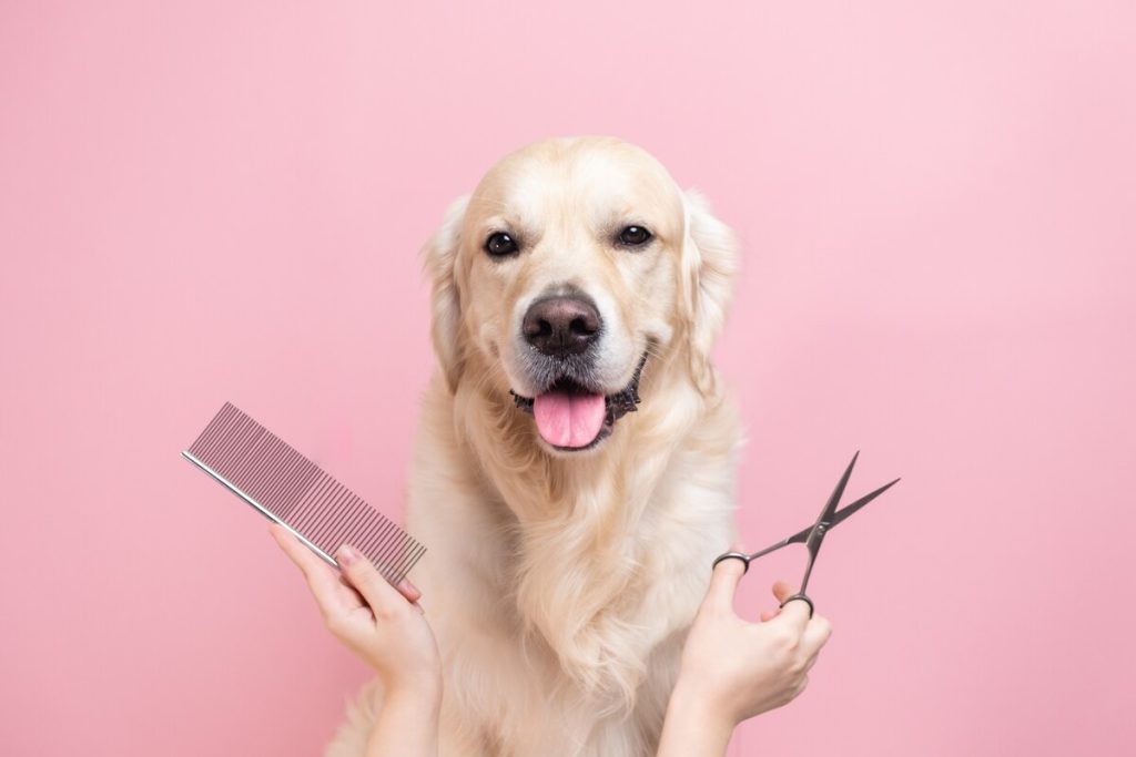 professional grooming a dog