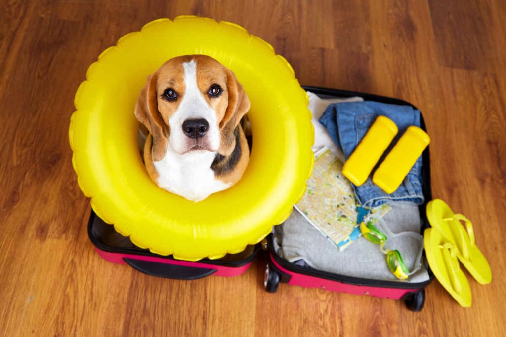 A beagle dog in a suitcase with things and accessories