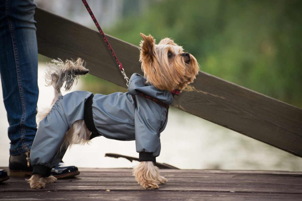 A small dog walking along in gray overalls