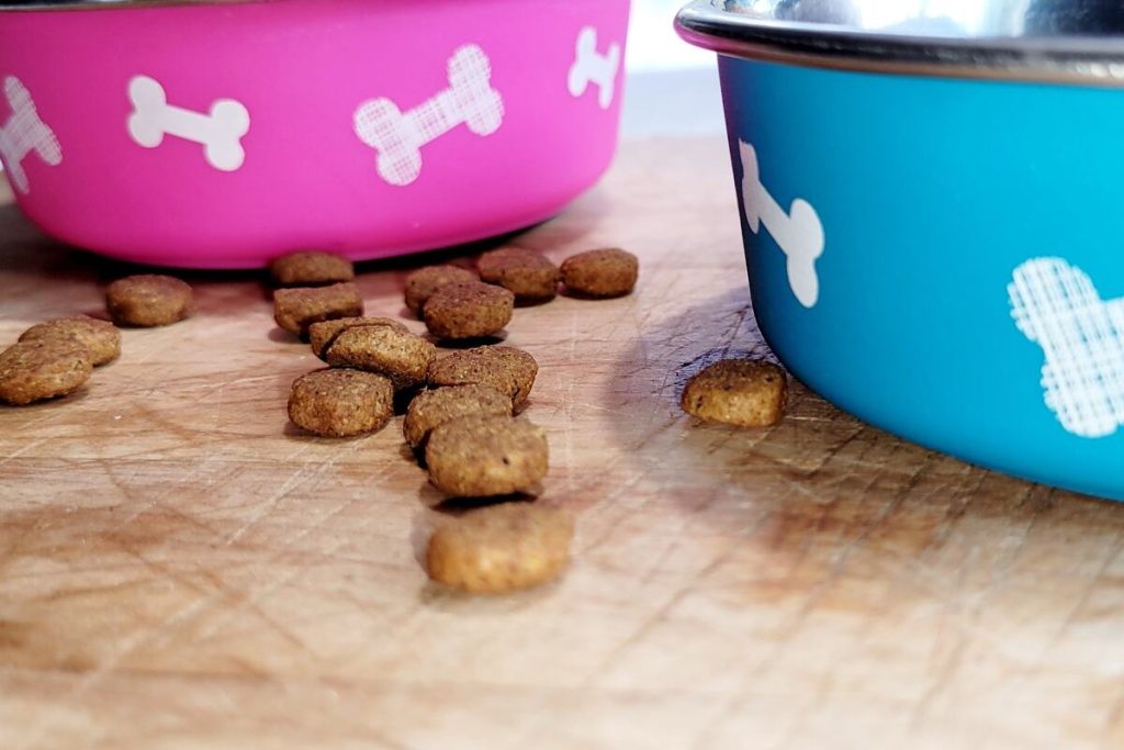 blue and pink dog food bowls with dog bones