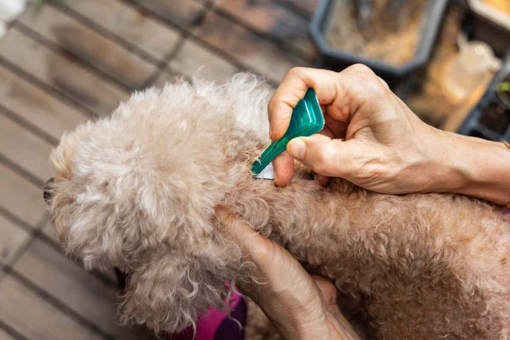 Closeup of person applying ticks, lice and mites control medicine on poodle pet dog at home