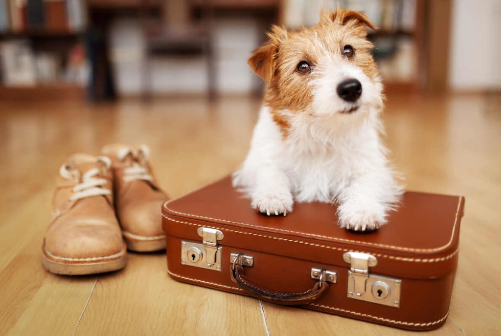cute dog listening on a retro suitcase in the room