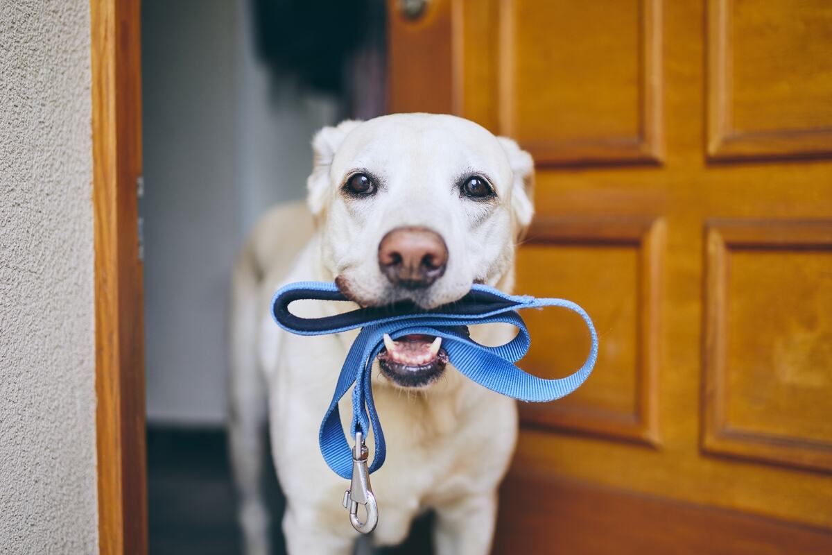 a labrador is waiting for a walk with a leash in his mouth