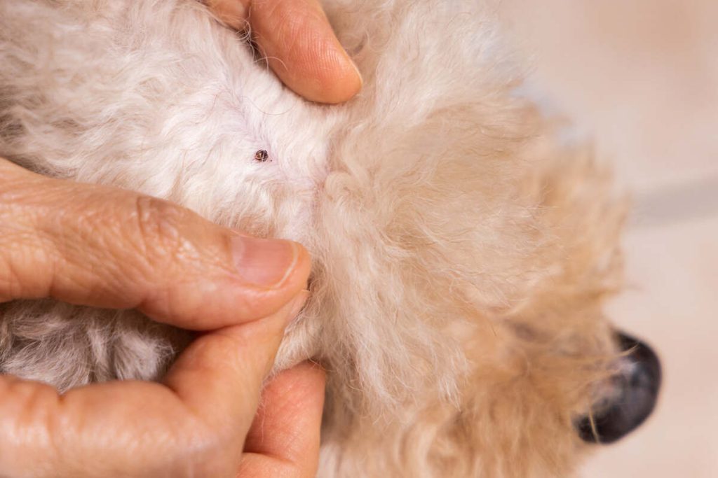 Closeup of hand search and remove tick flea from pet dog fur coat and skin