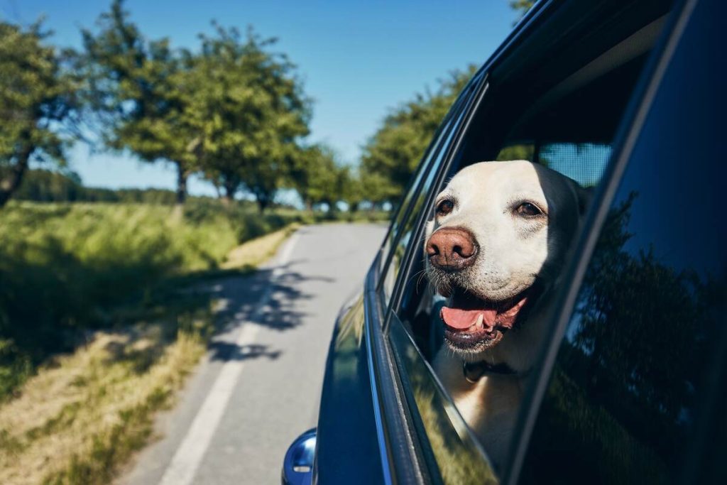 Labrador retriever looking through window on road
