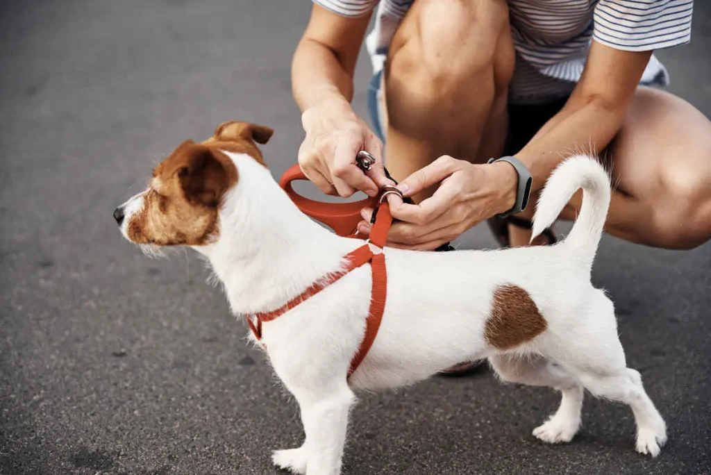 owner attaches leash to the small dog on the walk