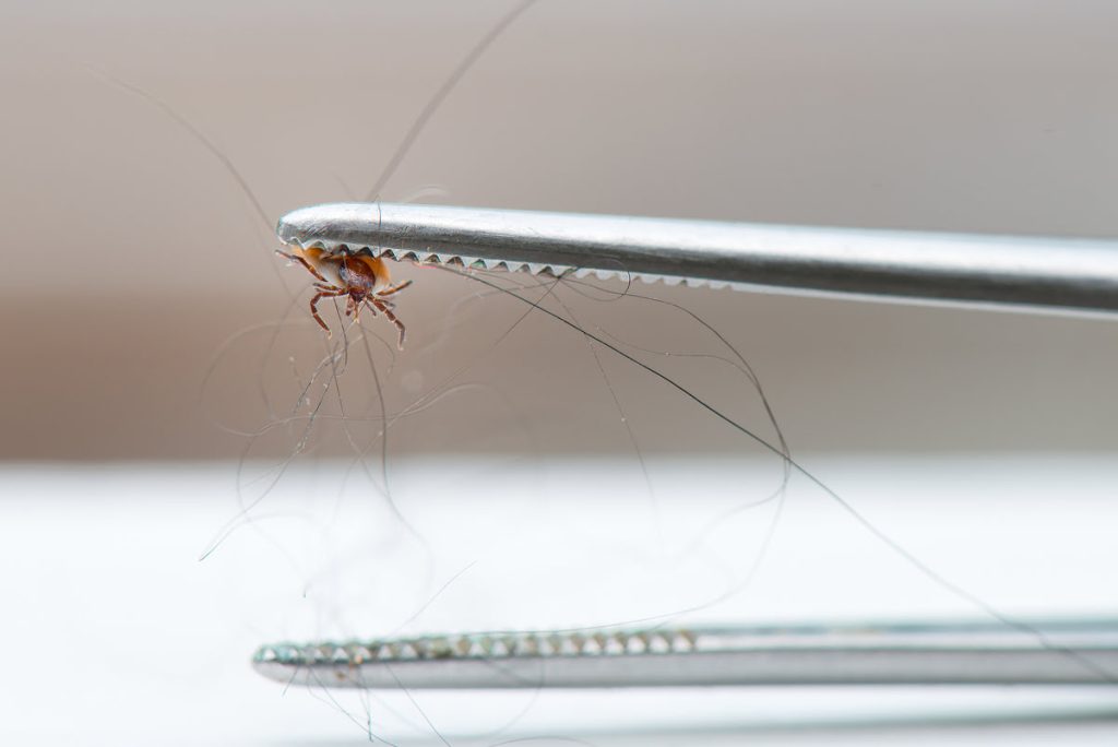 Tick ​​removed from dog with tweezers